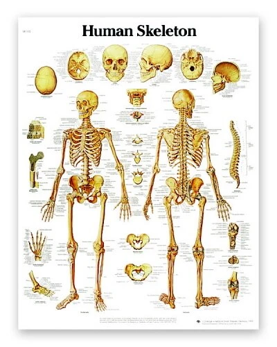 Human Skeleton Chart | 3B Scientific | Available from LivCor Australia