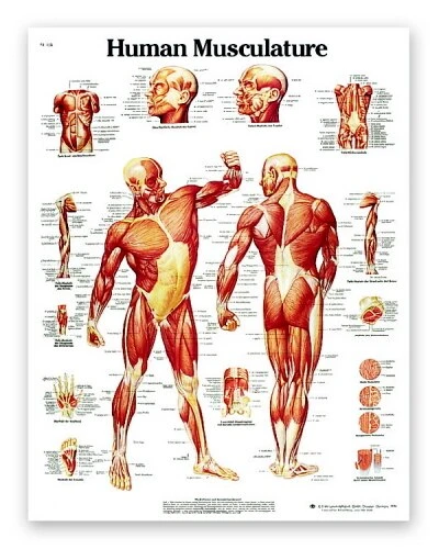 Human Muscle Chart | 3B Scientific | Available from LivCor Australia