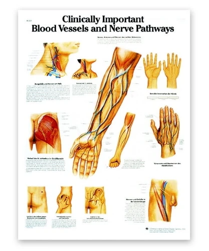 Blood Vessel & Nerve Path Anatomy Chart | 3B Scientific | Available from LivCor Australia