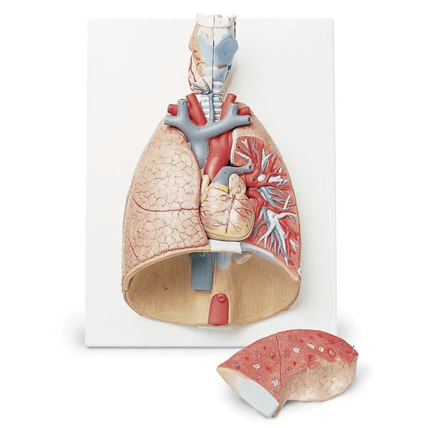7 Part Life Size Lung Model | Nasco | Available from LivCor Australia