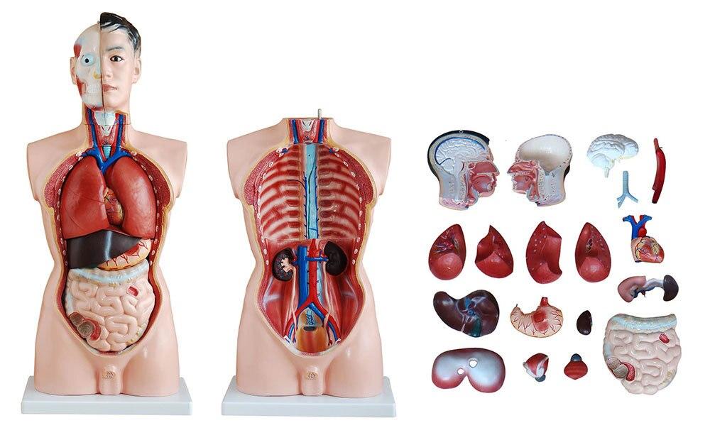 85cm Male Torso 19 Parts | XC Budget Anatomy | Available from LivCor Australia