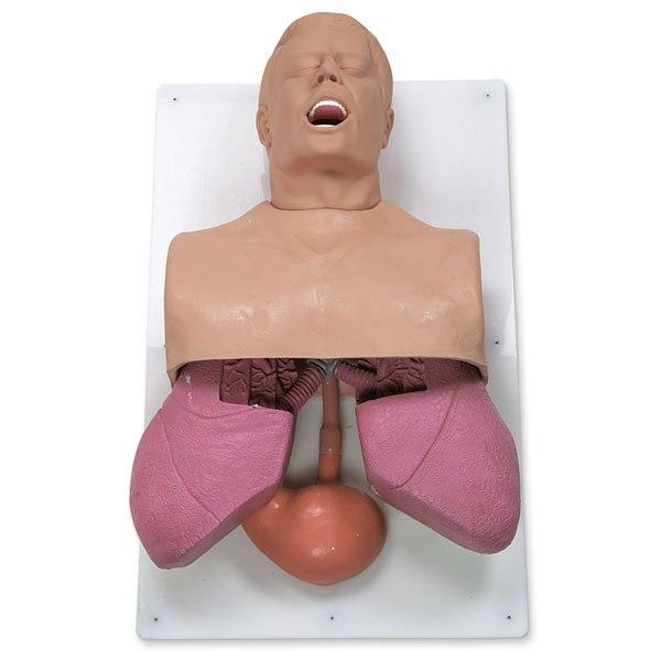 Adult Airway Management Trainer with Board | Nasco | Available from LivCor Australia