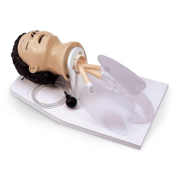 Adult Airway Management Trainer with Stand | Nasco | Available from LivCor Australia
