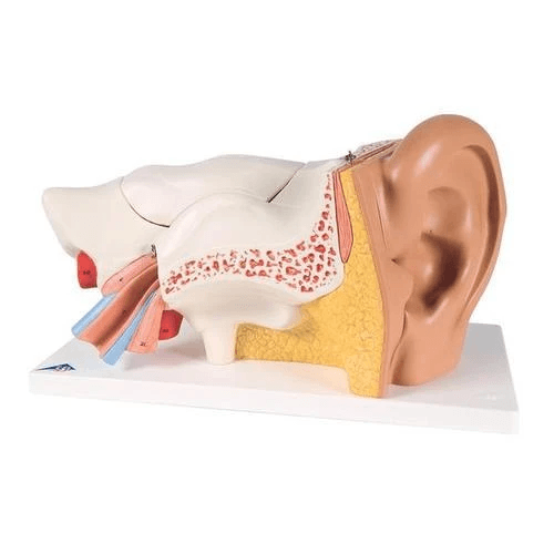 Advanced Giant Ear | 3B Scientific | Available from LivCor Australia
