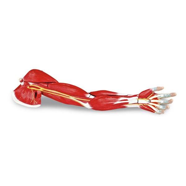 Arm Muscle Model | 7-Part | Nasco | Available from LivCor Australia