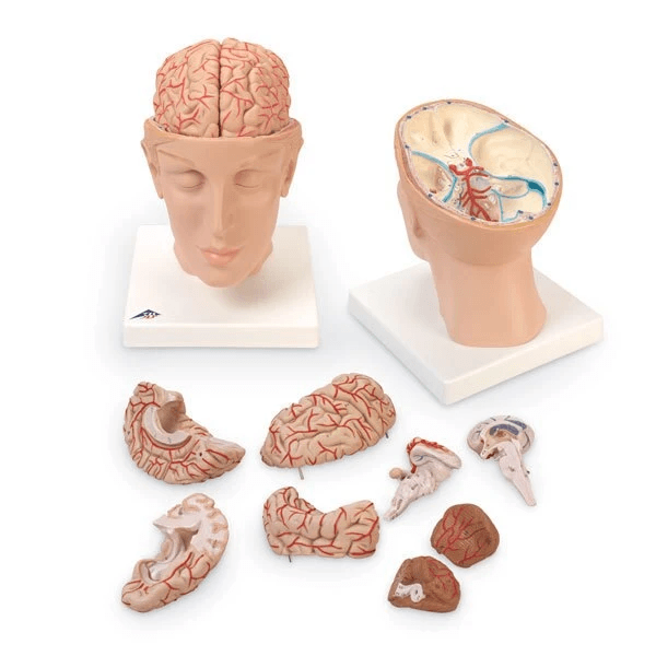 Brain w/Arteries on Base | 3B Scientific | Available from LivCor Australia