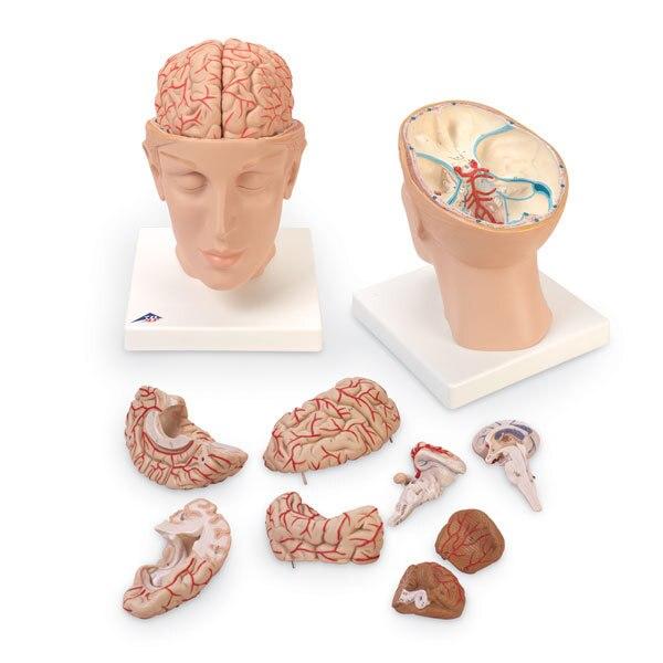 Brain with Arteries Model on Base | 8 Parts | LivCor
