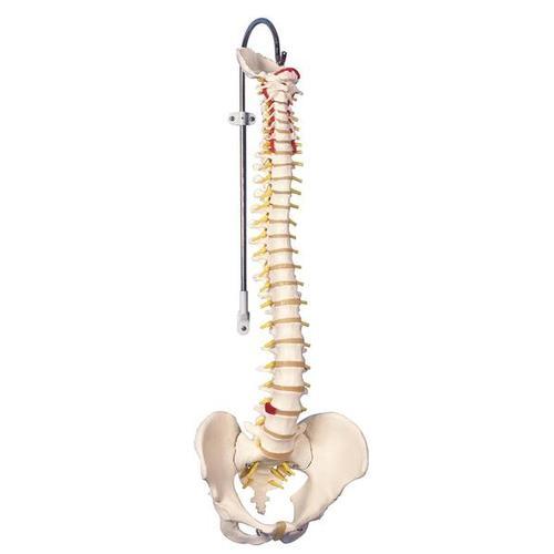 Classic Flexible Spine | 3B Scientific | Available from LivCor Australia