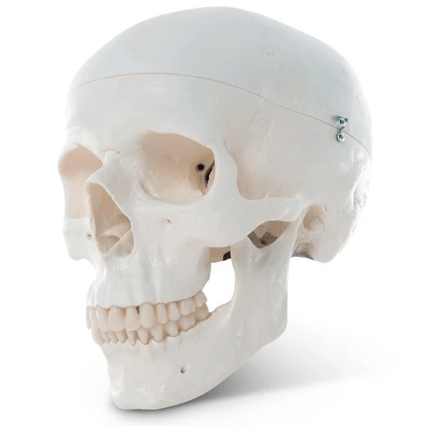 Classic Skull 3 Part | 3B Scientific | Available from LivCor Australia