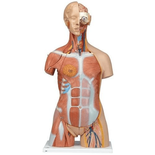 Deluxe Dual Sex Muscle Tor 31p | 3B Scientific | Available from LivCor Australia