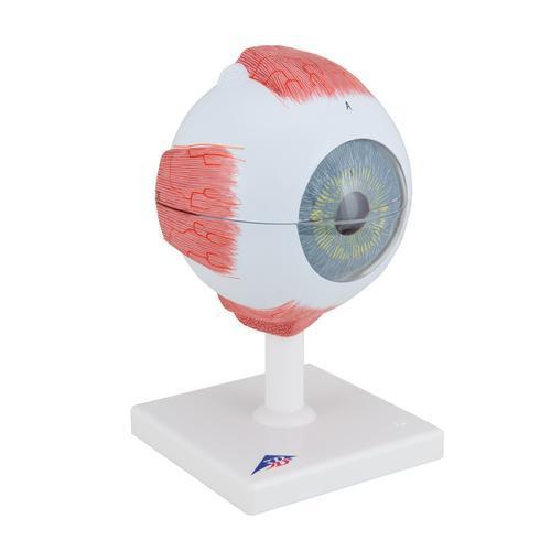 Eye Model | 5x Full-Size | 6-Part | 3B Scientific | Available from LivCor Australia