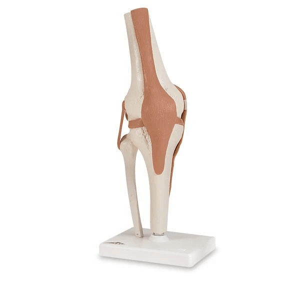 Functional Knee Joint | 3B Scientific | Available from LivCor Australia