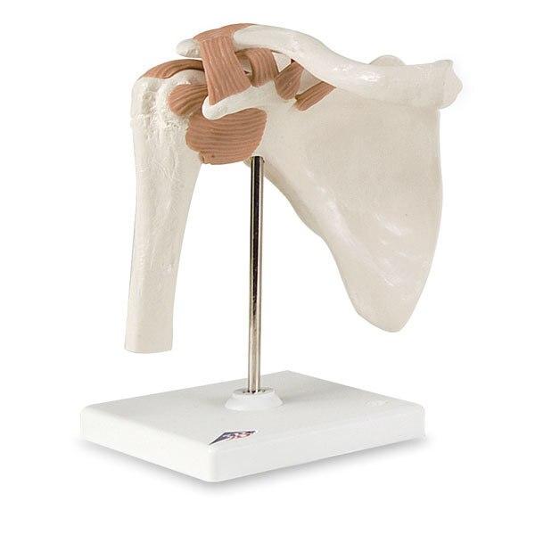 Functional Shoulder Joint | 3B Scientific | Available from LivCor Australia
