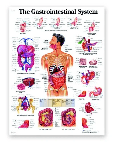 Gastrointestinal Chart | 3B Scientific | Available from LivCor Australia