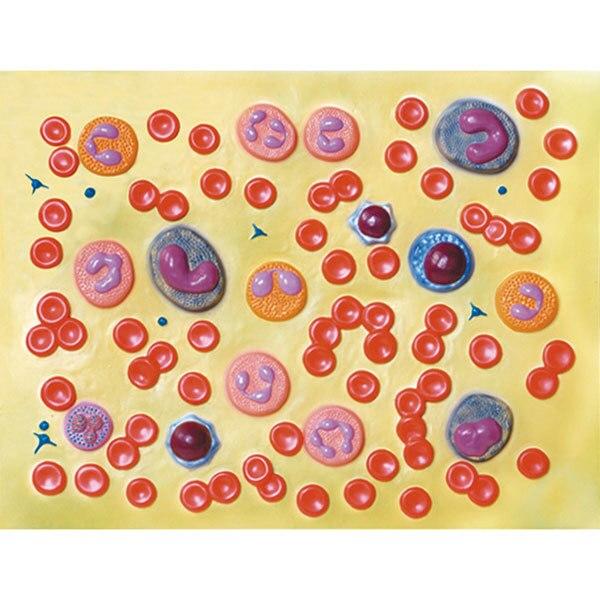 Human Blood Cells Model | Nasco | Available from LivCor Australia