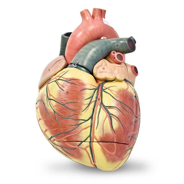 Jumbo Heart Model | 3-Part | Nasco | Available from LivCor Australia