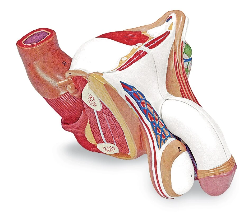 Male Genital Organs Model | 4-Part | Nasco | Available from LivCor Australia
