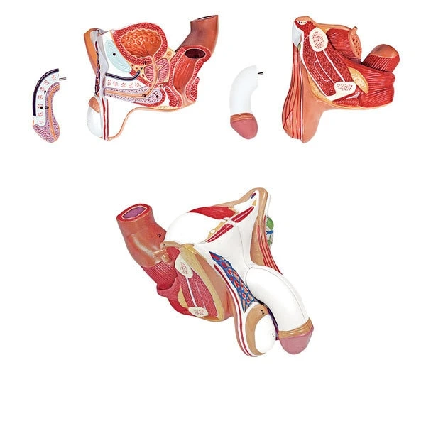 Male Genital Organs Model | 4-Part | Nasco | Available from LivCor Australia