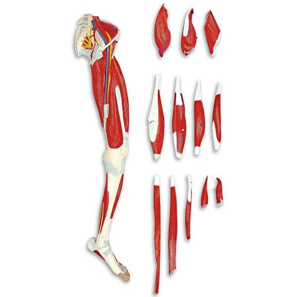 Leg Muscle Model | 13-Part | Nasco | Available from LivCor Australia