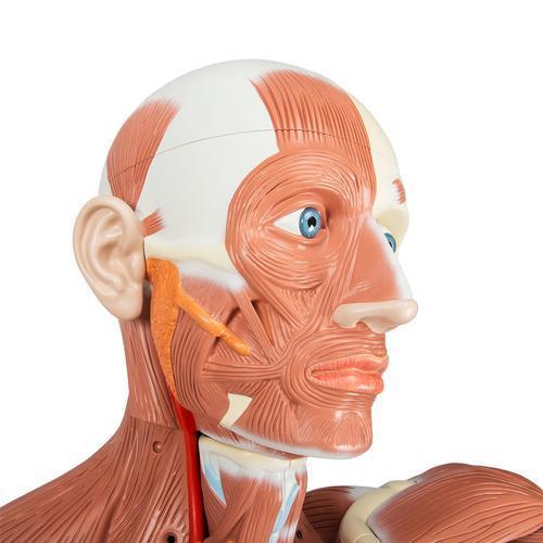 Life size Male Muscular Figure | 37-Part | 3B Scientific | Available from LivCor Australia