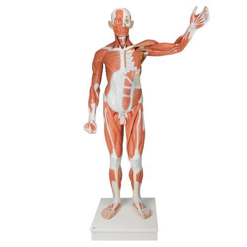 Life size Male Muscular Figure | 37-Part | 3B Scientific | Available from LivCor Australia