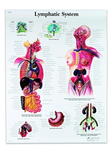Lymphatic System Chart | 3B Scientific | Available from LivCor Australia