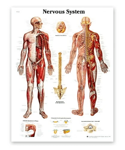 Nervous System Chart | 3B Scientific | Available from LivCor Australia
