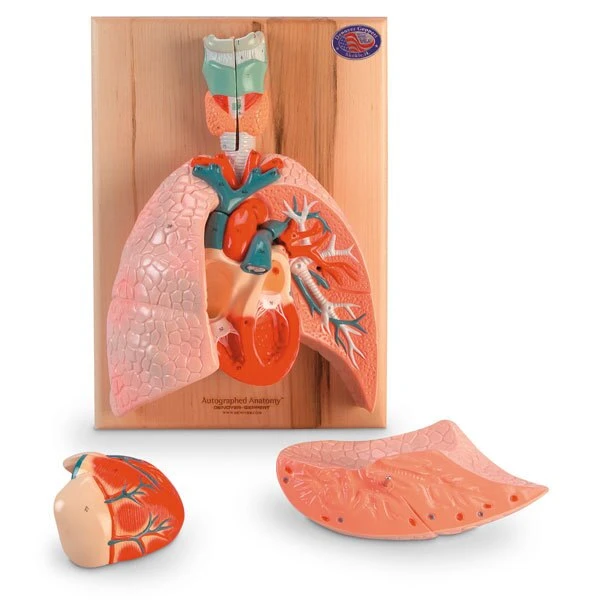 Cardiopulmonary System | Nasco | Available from LivCor Australia