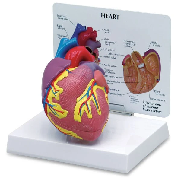 Heart Model 2 Piece | Nasco | Available from LivCor Australia