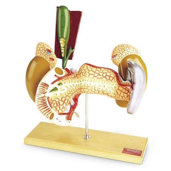 Internal Organs Model | Nasco | Available from LivCor Australia