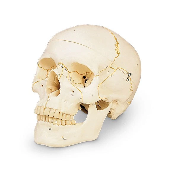 Numbered Classic Human Skull (3 Part) | 3B Scientific | Available from LivCor Australia