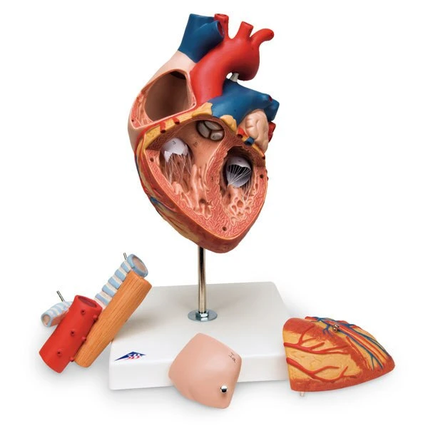 Heart w/Esophagus & Trachea | 3B Scientific | Available from LivCor Australia