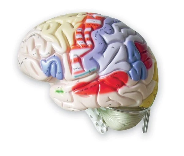 Large Brain Model | Nasco | Available from LivCor Australia