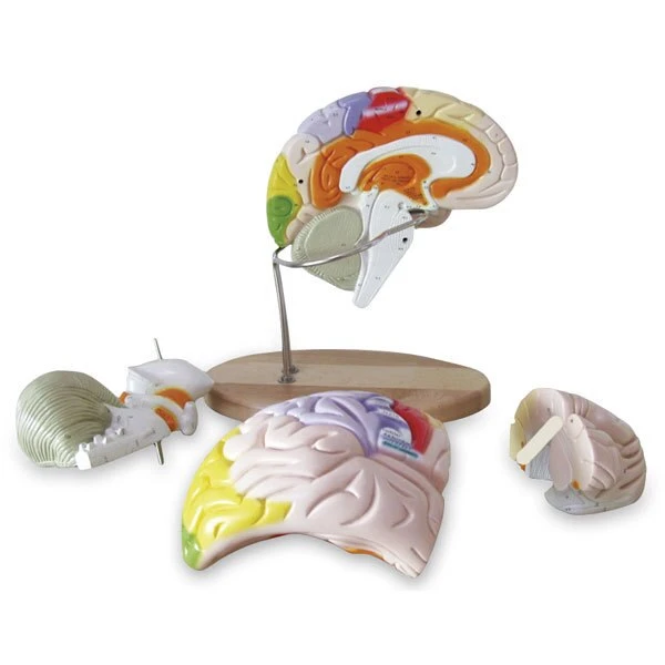 Large Brain Model | Nasco | Available from LivCor Australia