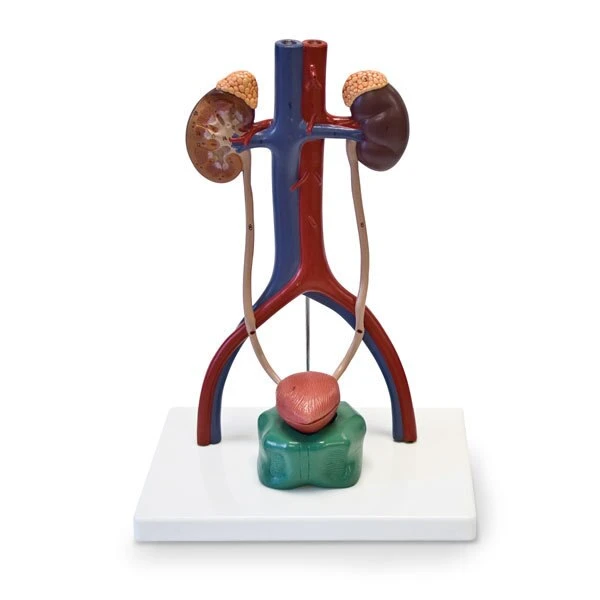Buy Anatomical Model of the Urinary System | LivCor
