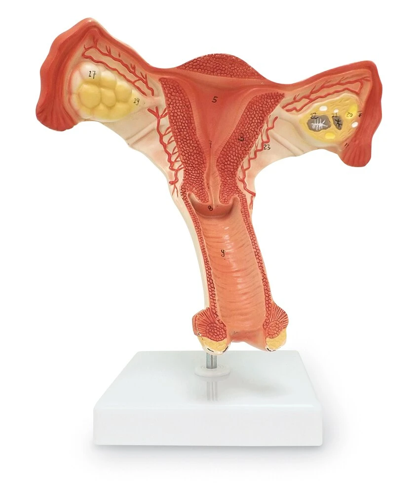 Female Reproductive Organ Model | Nasco | Available from LivCor Australia