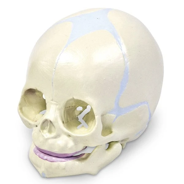 Human Fetal Skull | Nasco | Available from LivCor Australia