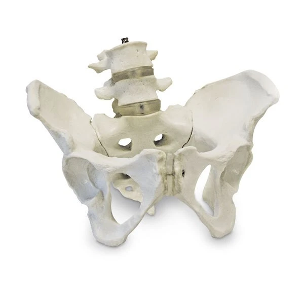 Female Pelvic Skeleton | Nasco | Available from LivCor Australia