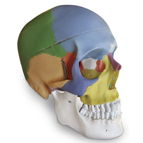 Coloured Human Skull | Nasco | Available from LivCor Australia