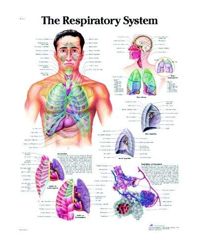 Respiratory System Chart | 3B Scientific | Available from LivCor Australia