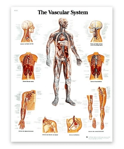 Vascular System Chart | 3B Scientific | Available from LivCor Australia