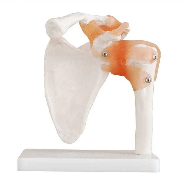 Educational & Anatomical Models – Shop | LivCor Australia